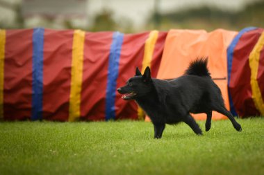 Köpek çeviklik tünelinde koşuyor. Harika bir akşam, Engel bir spor müsabakası için özel çeviklik eğitimi alıyor.
