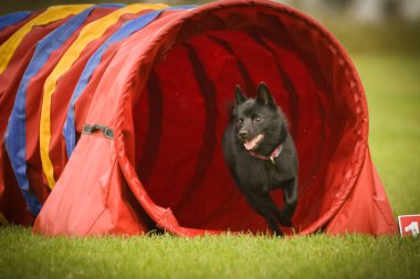 Köpek çeviklik tünelinde koşuyor. Harika bir akşam, Engel bir spor müsabakası için özel çeviklik eğitimi alıyor.