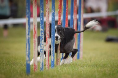 Lovely Border collie, slalom 'u Czech çeviklik yarışması slalom' da yönetiyor. Köpekler bayılır.