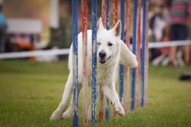 Lovely Border collie, slalom 'u Czech çeviklik yarışması slalom' da yönetiyor. Köpekler bayılır.