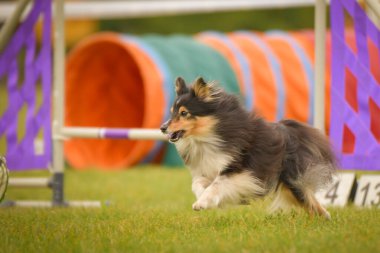 Köpek çeviklik içinde koşuyor. Harika bir akşam, Engel bir spor müsabakası için özel çeviklik eğitimi alıyor.
