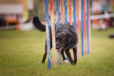 Lovely Border collie, slalom 'u Czech çeviklik yarışması slalom' da yönetiyor. Köpekler bayılır.