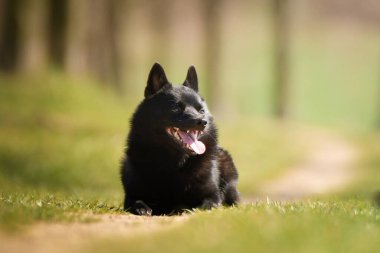 Schhipperke 'in genç dişisi çimlerin üzerinde yatıyor. Çok güzel bir yüzü var. Çok sabırlı bir model.. 