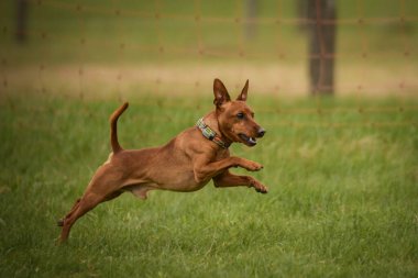 Köpek çeviklik içinde koşuyor. Harika bir akşam, Engel bir spor müsabakası için özel çeviklik eğitimi alıyor.