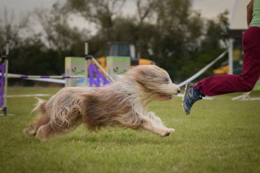 Köpek çeviklik içinde koşuyor. Harika bir akşam, Engel bir spor müsabakası için özel çeviklik eğitimi alıyor.