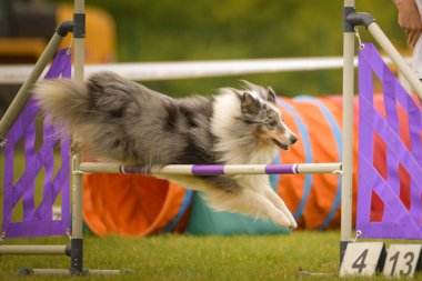 Köpek çoban köpeği engelleri aşıyor. Czech çeviklik yarışmasında harika bir gün..