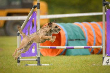 Köpek çoban köpeği engelleri aşıyor. Czech çeviklik yarışmasında harika bir gün..