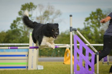 Köpek çoban köpeği engelleri aşıyor. Czech çeviklik yarışmasında harika bir gün..
