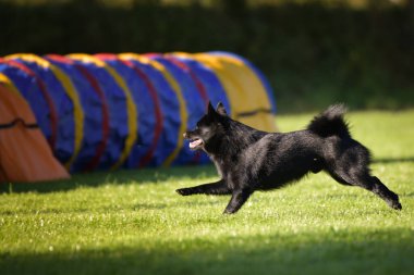 Köpek çeviklik tünelinde koşuyor. Harika bir akşam, Engel bir spor müsabakası için özel çeviklik eğitimi alıyor.