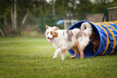 Köpek çeviklik tünelinde koşuyor. Harika bir akşam, Engel bir spor müsabakası için özel çeviklik eğitimi alıyor.