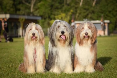 Bir grup sakallı çoban köpeği doğada oturuyor. Aile zamanı, aynı cins, yaz günü..