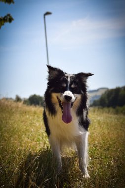 Sınır çoban köpeği doğaya atlıyor. Gezintiye çıkmış deli bir köpek. Köpekle iyi yürüyüşler. Köpekle birlikte doğada bir yaz günü