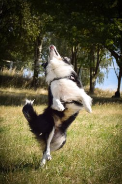 Sınır çoban köpeği doğaya atlıyor. Gezintiye çıkmış deli bir köpek. Köpekle iyi yürüyüşler. Köpekle birlikte doğada bir yaz günü