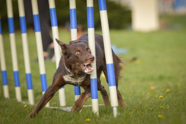 Köpek çeviklik eğitimi için slalom koşuyor yaz kampı czech slalom..