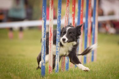 Köpek çeviklik eğitimi için slalom koşuyor yaz kampı czech slalom..