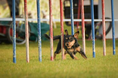 Köpek çeviklik eğitimi için slalom koşuyor yaz kampı czech slalom..