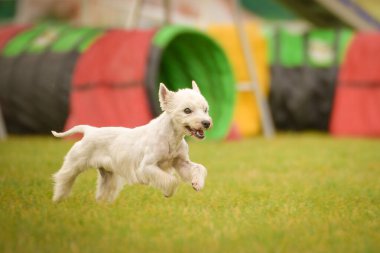 Köpek çeviklik içinde koşuyor. Harika bir akşam, Engel bir spor müsabakası için özel çeviklik eğitimi alıyor.