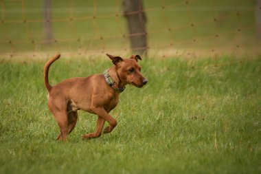 Köpek çeviklik içinde koşuyor. Harika bir akşam, Engel bir spor müsabakası için özel çeviklik eğitimi alıyor.