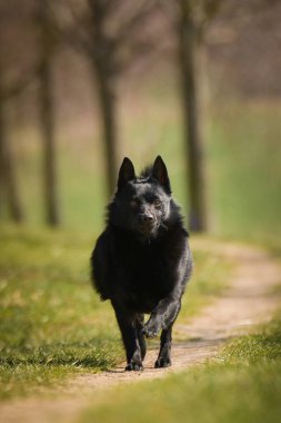 Schhipperke 'in genç dişisi çimenlerde koşuyor. Çok güzel bir yüzü var. Çok sabırlı bir model..