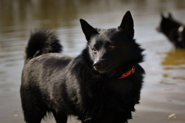 Genç bir kadın, gölette suyun içinde duruyor. Çok güzel bir yüzü var. Çok sabırlı bir model..