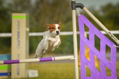 Köpek engellerin üzerinden atlıyor. Czech çeviklik yarışmasında harika bir gün..