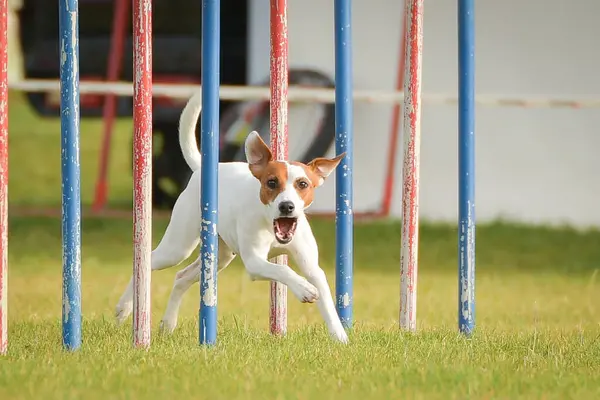 Köpek çeviklik eğitimi için slalom koşuyor yaz kampı czech slalom..