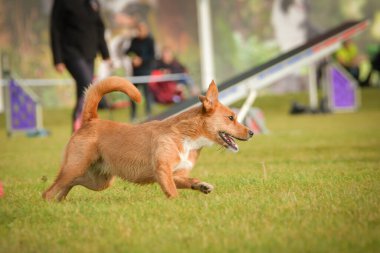 Köpek çeviklik içinde koşuyor. Harika bir akşam, Engel bir spor müsabakası için özel çeviklik eğitimi alıyor.