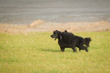Köpek çeviklik içinde koşuyor. Harika bir akşam, Engel bir spor müsabakası için özel çeviklik eğitimi alıyor.