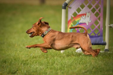 Köpek çeviklik içinde koşuyor. Harika bir akşam, Engel bir spor müsabakası için özel çeviklik eğitimi alıyor.
