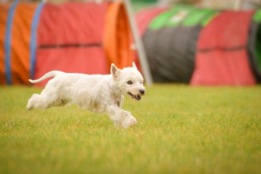 Köpek çeviklik içinde koşuyor. Harika bir akşam, Engel bir spor müsabakası için özel çeviklik eğitimi alıyor.