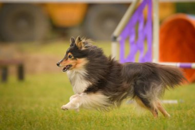 Köpek çeviklik içinde koşuyor. Harika bir akşam, Engel bir spor müsabakası için özel çeviklik eğitimi alıyor.