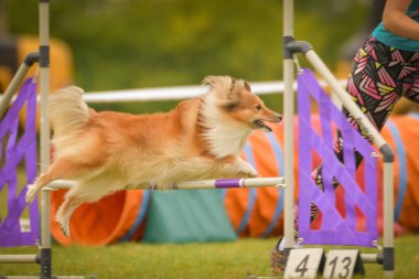 Köpek engellerin üzerinden atlıyor. Czech çeviklik yarışmasında harika bir gün..