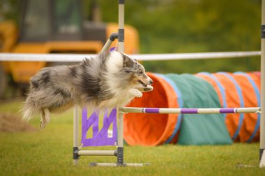 Köpek engellerin üzerinden atlıyor. Czech çeviklik yarışmasında harika bir gün..