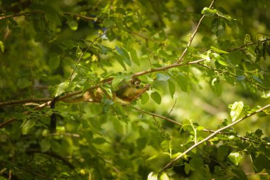 Bir ağaç dalına tünemiş sincap maymunu. Hayvanat bahçesindeki maymunlar gibi. Esaret altında bir hayvan.