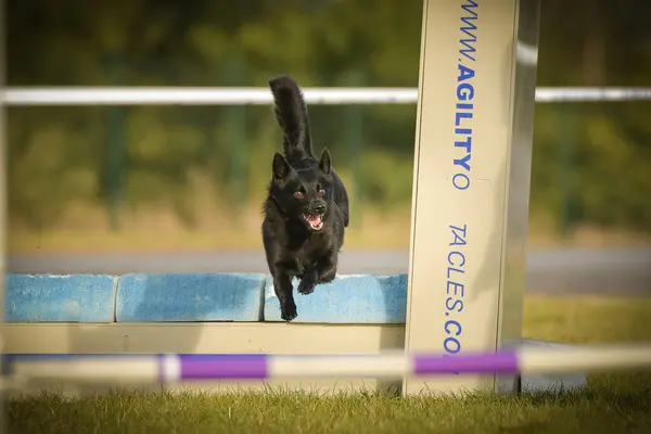 Dog is jumping over the hurdles. Amazing day on czech agility competition.