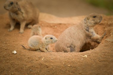 Çayır Köpeği hayvanat bahçesinde. Güneşli bir günde hayvanat bahçesinde kum habitatı.