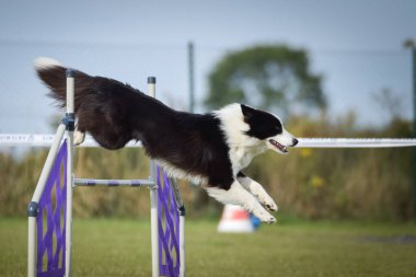 Köpek engellerin üzerinden atlıyor. Czech çeviklik yarışmasında harika bir gün..