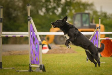 Köpek engellerin üzerinden atlıyor. Czech çeviklik yarışmasında harika bir gün..