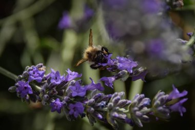Levander çiçek deseni, Lavandula angustifolia çiçek demeti, yeşil bokeh arka planda mor leylak kokulu çiçek, seçici odak