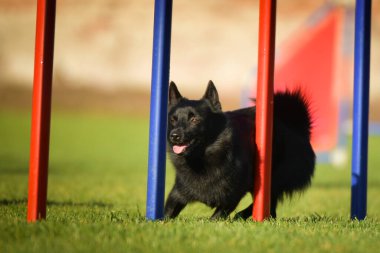 Köpek çeviklik eğitimi için slalom koşuyor yaz kampı czech slalom..