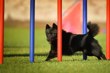 Köpek çeviklik eğitimi için slalom koşuyor yaz kampı czech slalom..