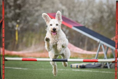 Köpek engellerin üzerinden atlıyor. Czech çeviklik yarışmasında harika bir gün..
