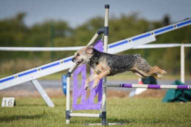 Köpek engellerin üzerinden atlıyor. Czech çeviklik yarışmasında harika bir gün..