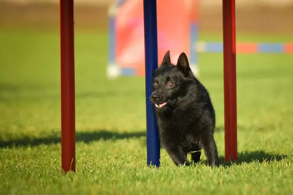 Köpek çeviklik eğitimi için slalom koşuyor yaz kampı czech slalom..
