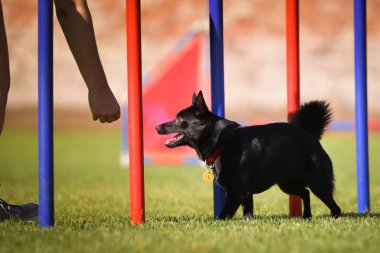 Köpek çeviklik eğitimi için slalom koşuyor yaz kampı czech slalom..
