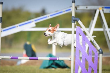 Köpek engellerin üzerinden atlıyor. Czech çeviklik yarışmasında harika bir gün..