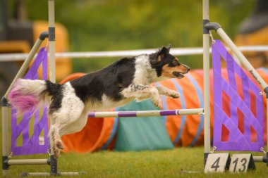 Köpek engellerin üzerinden atlıyor. Czech çeviklik yarışmasında harika bir gün..