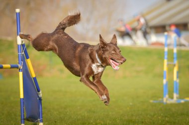 Köpek engellerin üzerinden atlıyor. Czech çeviklik yarışmasında harika bir gün..