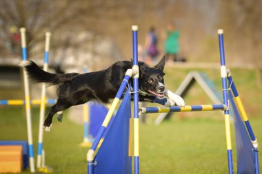 Köpek engellerin üzerinden atlıyor. Czech çeviklik yarışmasında harika bir gün..
