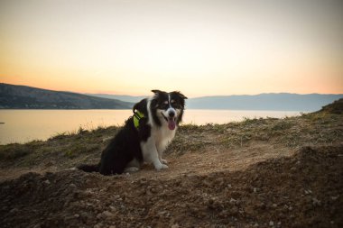 Bir köpek kayalık kıyı şeridinden akşam deniz manzarasının tadını çıkarır. Akşam yürüyüşlerine bayılır. yaz tatili günü.